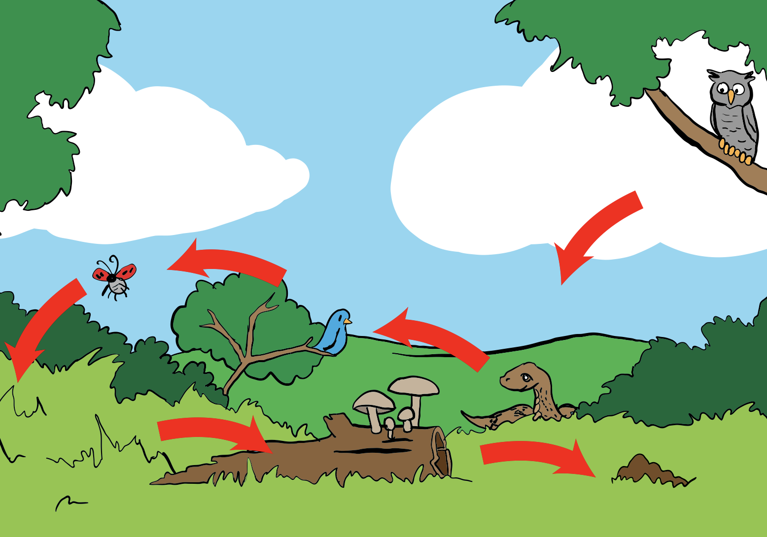 Food Chain Science Journey Biology Diagrams
